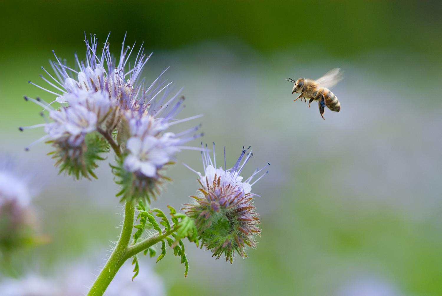 The Role of Pollinators in Enhancing Crop Yields